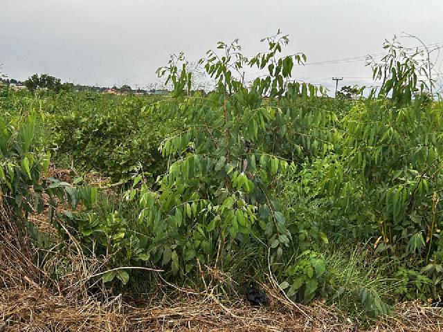 Eucalyptus (Eucalyptus gunnii) : plantation, taille et entretien