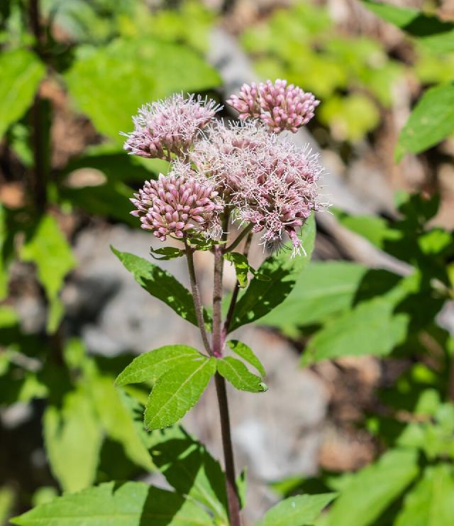 Eupatoire chanvrine (Eupatorium cannabinum) : plantation et entretien