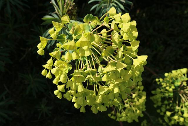 Euphorbe (Euphorbia characias) : plantation, taille et entretien