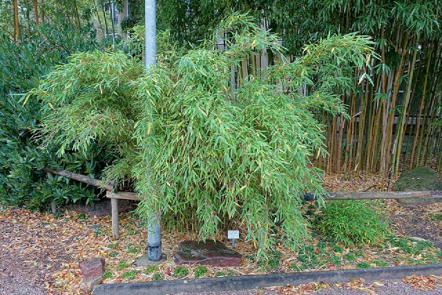 Fargesia (bambou non traçant) : plantation, entretien et culture en pot