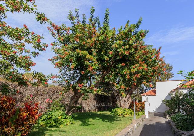 Faux poivrier du Brésil : culture du Schinus terebinthifolia