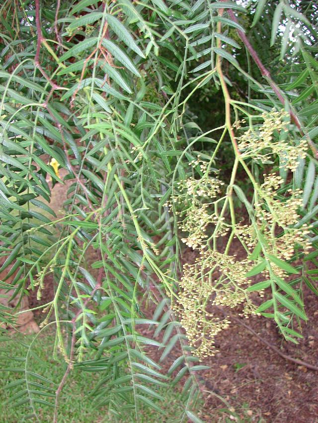 Faux poivrier (Schinus molle) : culture et entretien