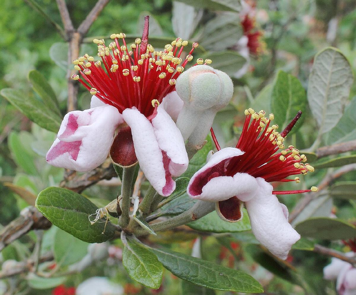 Feijoa
