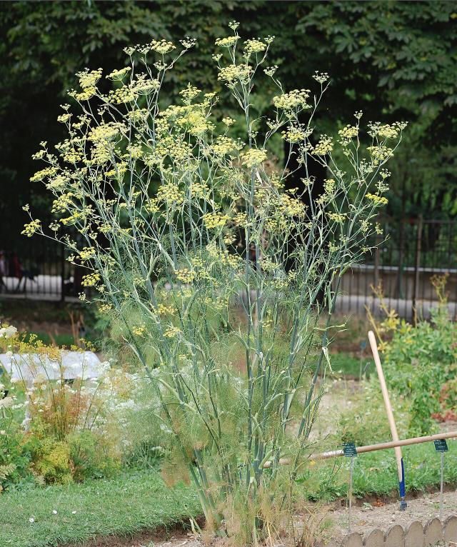 Fenouil (Foeniculum vulgare) : semis, culture et récolte