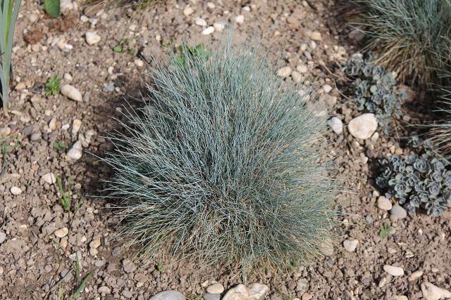 Fetuque bleue (Festuca glauca) : plantation, entretien et taille