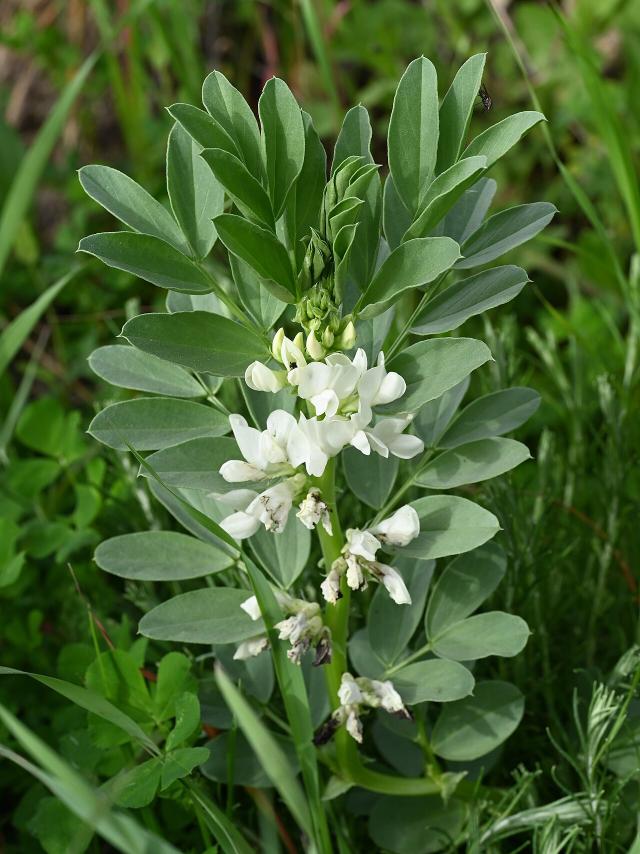 Fève (Vicia faba) : semis, culture et récolte