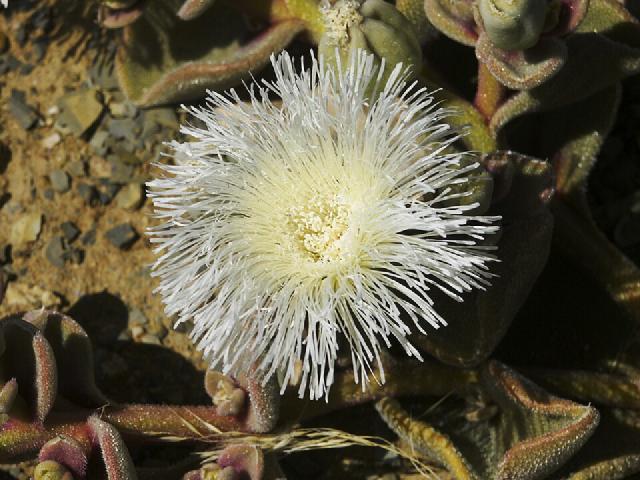 Ficoïde glaciale (Mesembryanthemum crystallinum) : culture, arrosage et entretien