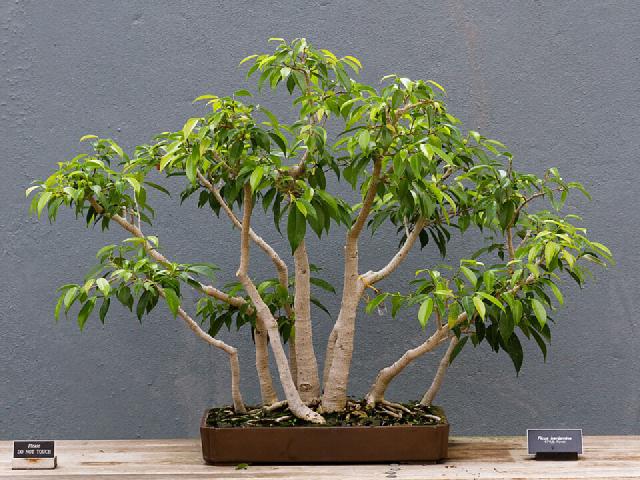 Ficus benjamina (figuier pleureur) : entretien, arrosage et feuilles qui tombent