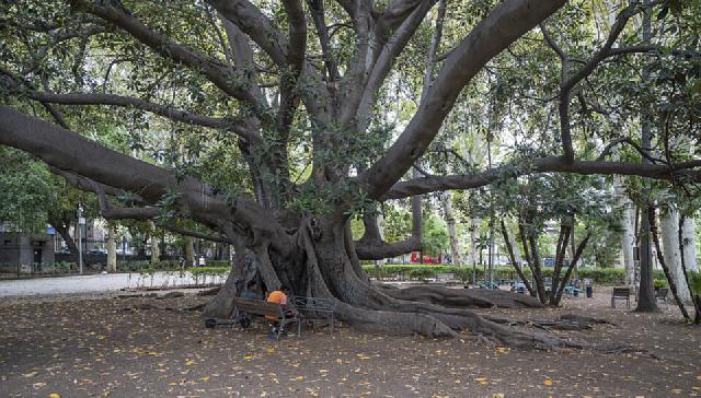 Plante caoutchouc (Ficus elastica) : entretien et arrosage