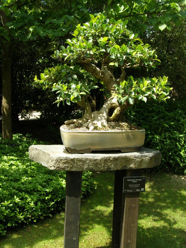 Ficus ginseng : entretien, arrosage et taille pour le garder compact