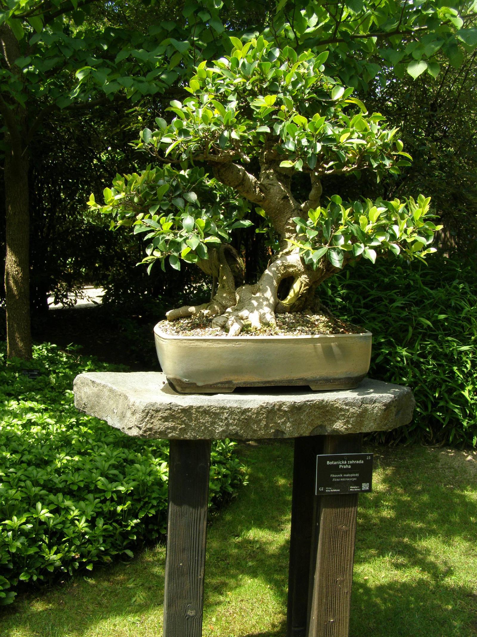 Ficus ginseng