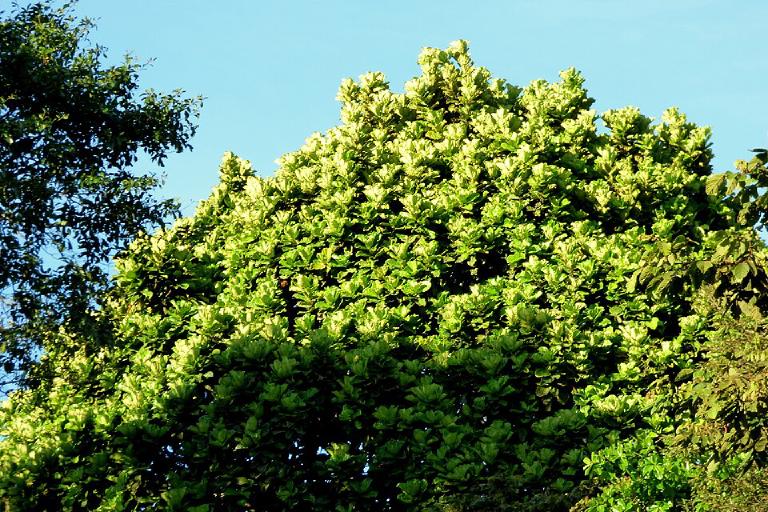 Ficus lyrata