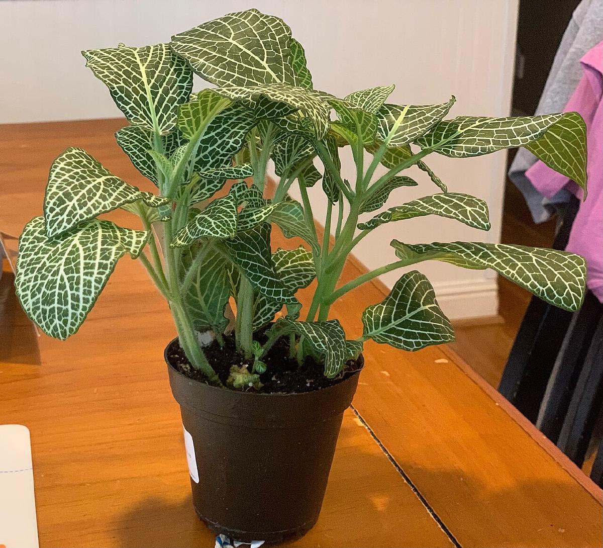 Fittonia