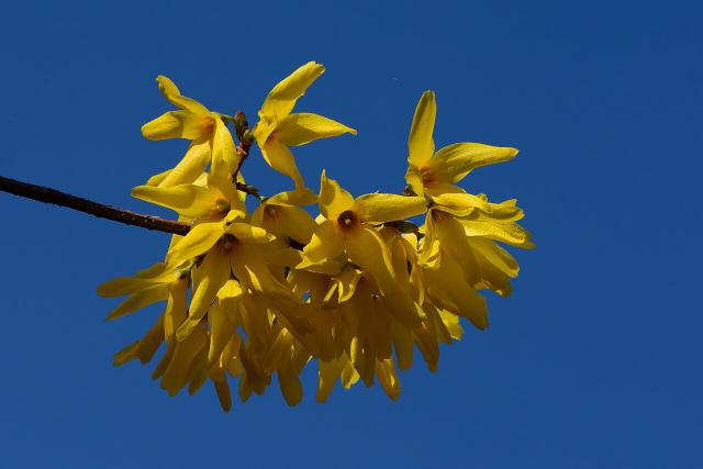 Forsythia (Forsythia × intermedia) : plantation, taille et entretien