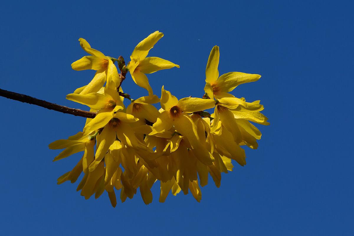 Forsythia