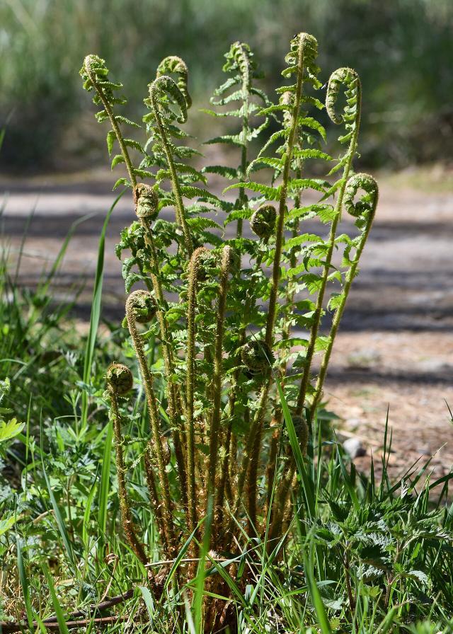 Fougère (Dryopteris filix-mas) : plantation, entretien et culture à l'ombre