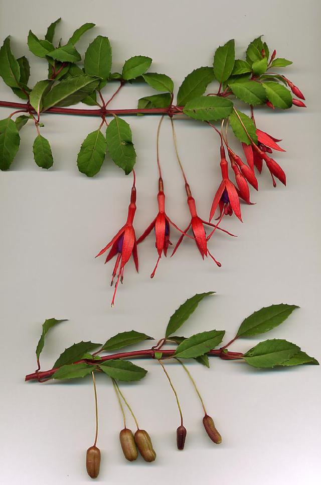Fuchsia rustique (Fuchsia magellanica) : plantation, taille et entretien
