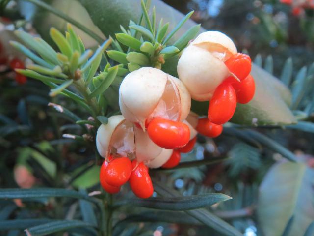 Fusain du Japon (Euonymus japonicus) : plantation, taille et entretien