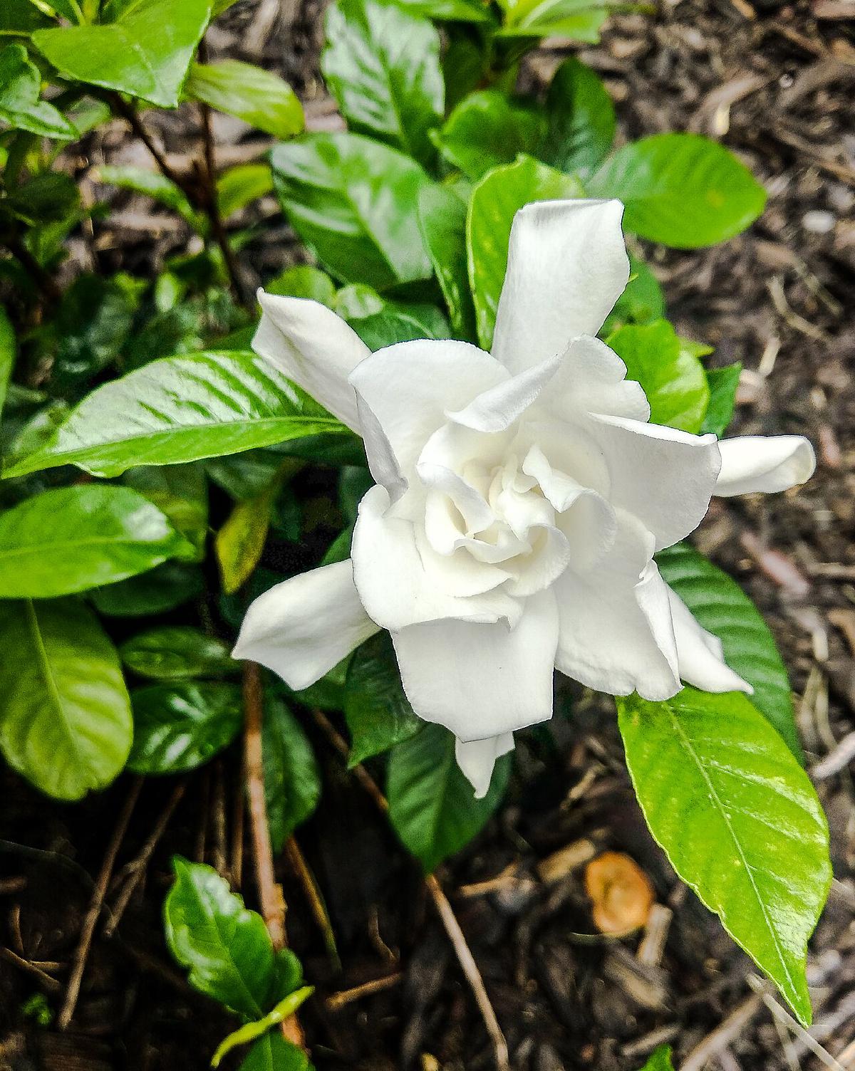 Gardénia