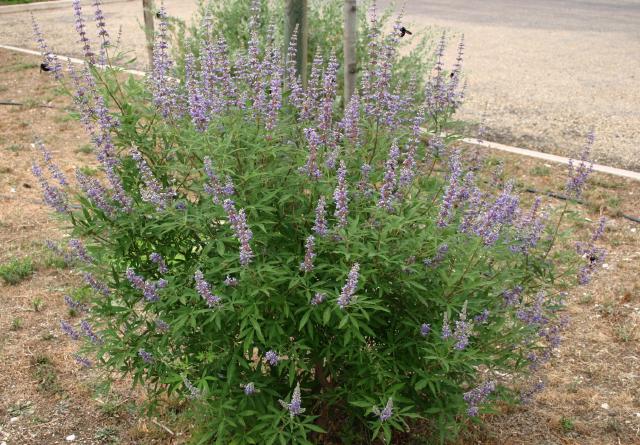 Gattilier (Vitex agnus-castus) : plantation, taille et entretien