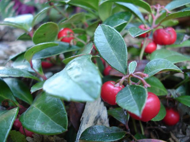 Gaultherie couchee : plantation, arrosage et entretien