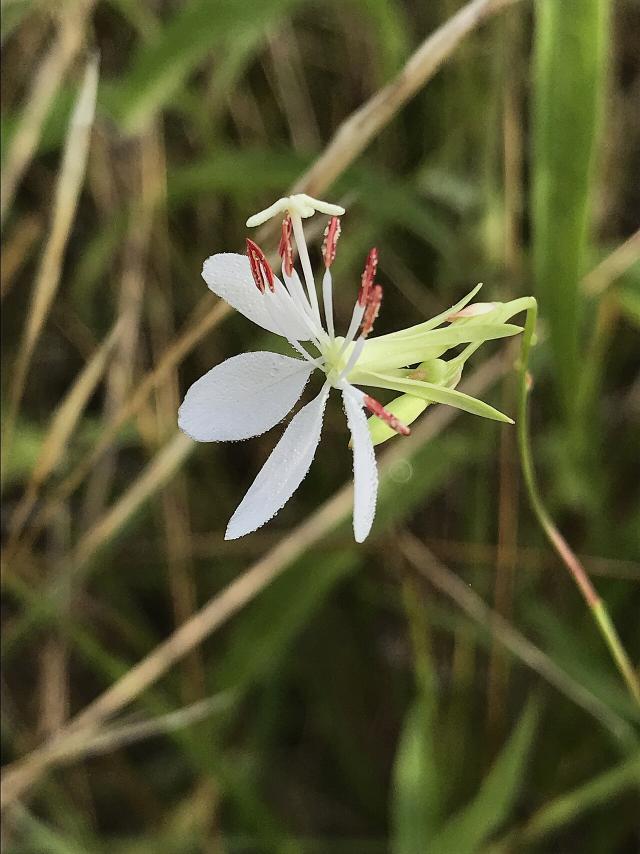 Gaura (Oenothera lindheimeri) : plantation, floraison et entretien