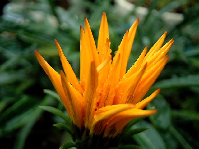 Gazania (Gazania rigens) : plantation, floraison et entretien