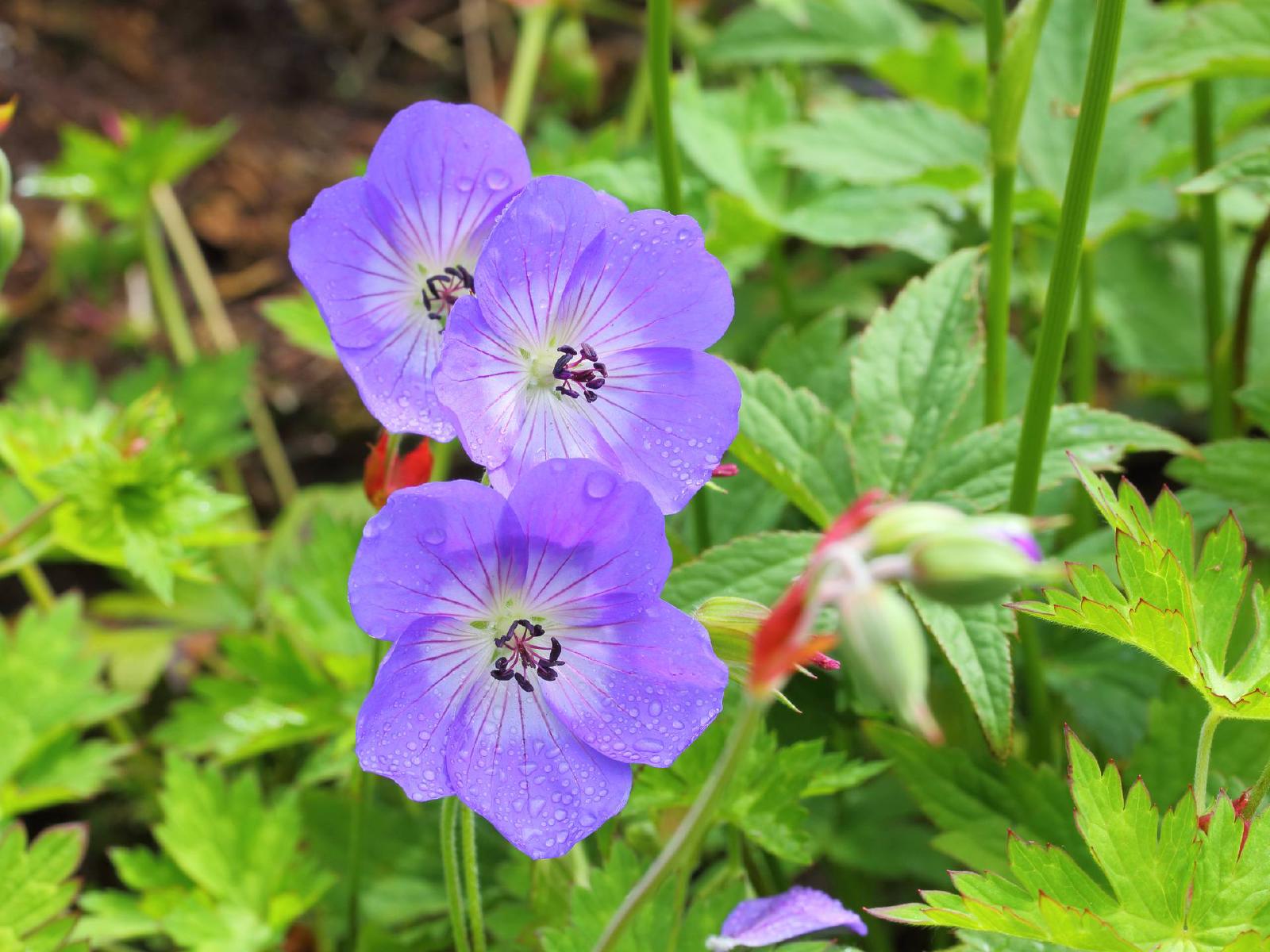 Géranium Rozanne