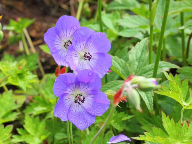Géranium 'Rozanne' : plantation, entretien et floraison