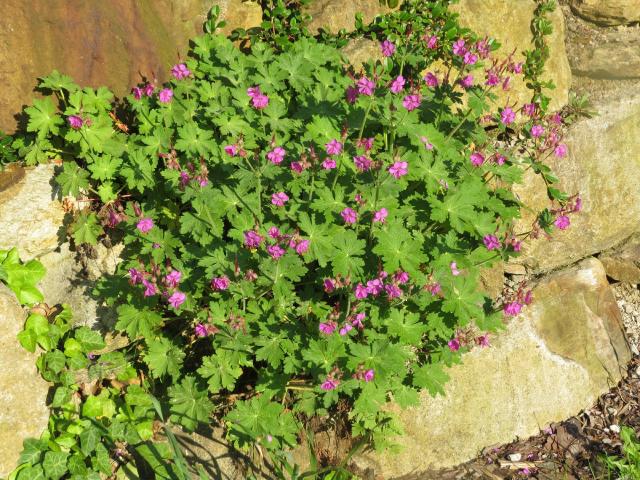 Géranium vivace (Geranium macrorrhizum) : plantation, entretien et floraison