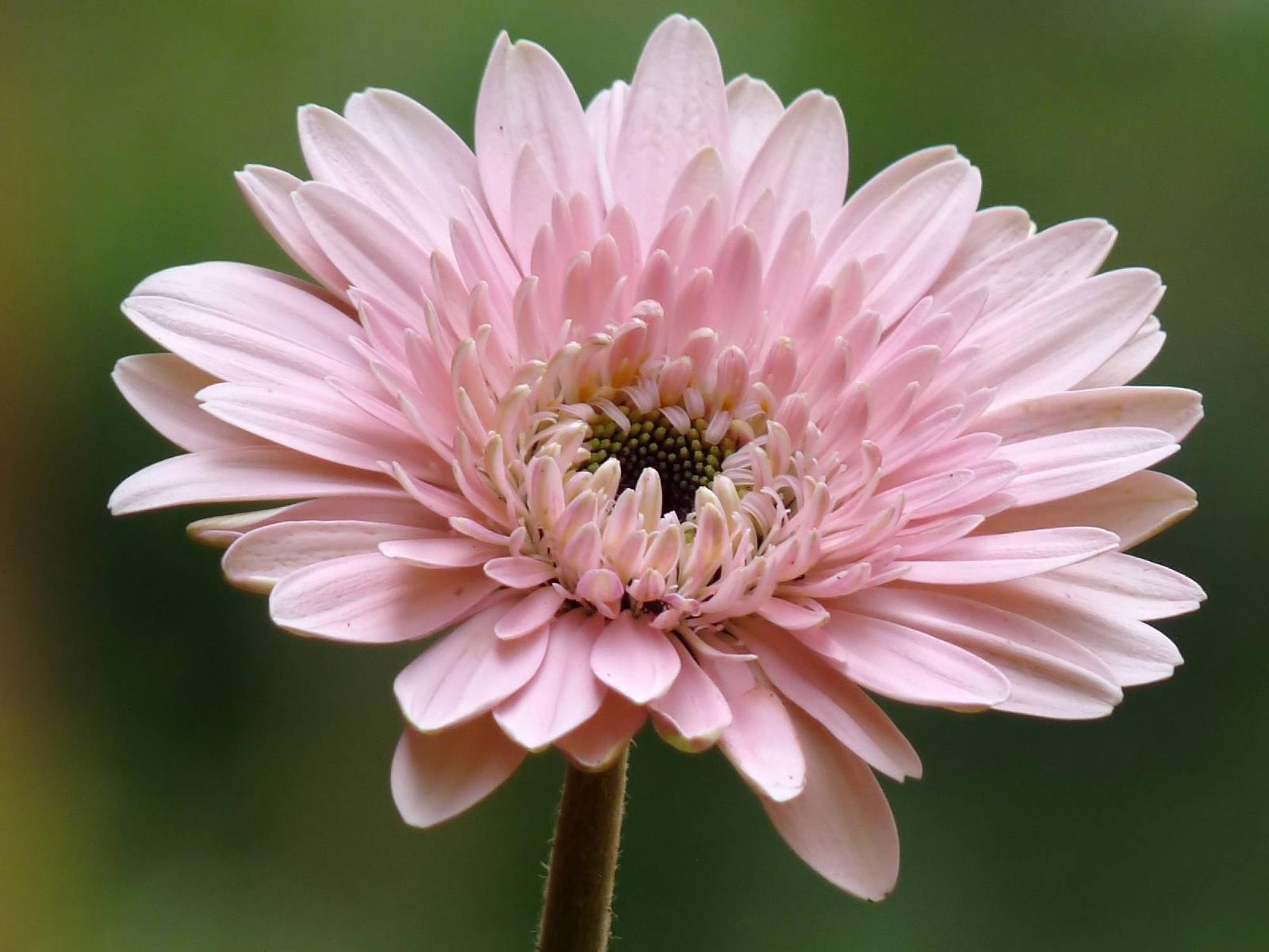 Gerbera