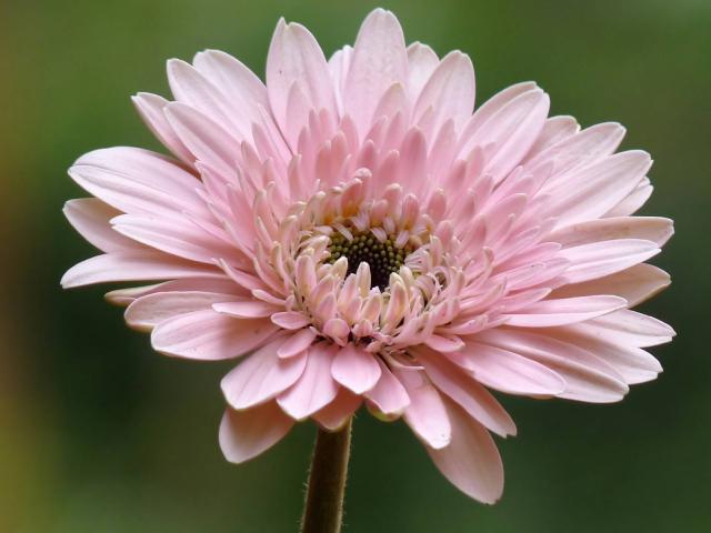 Gerbera (Gerbera jamesonii) : plantation, arrosage et entretien