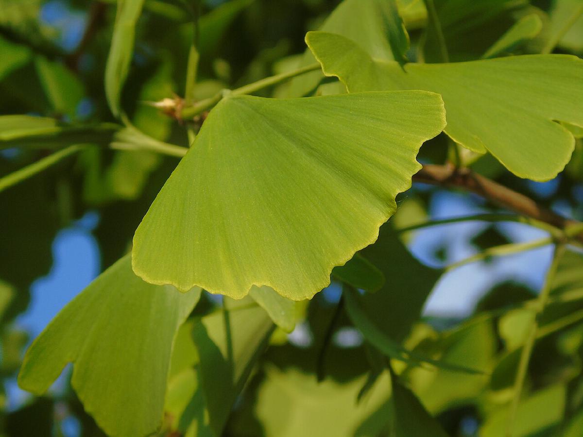 Ginkgo biloba