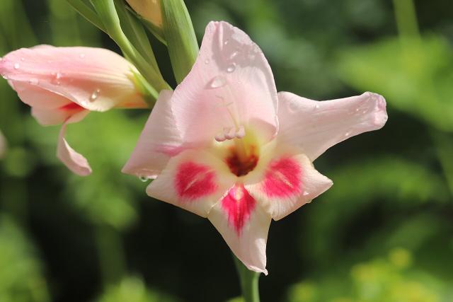 Glaïeul (Gladiolus × hortulanus) : plantation, entretien et floraison