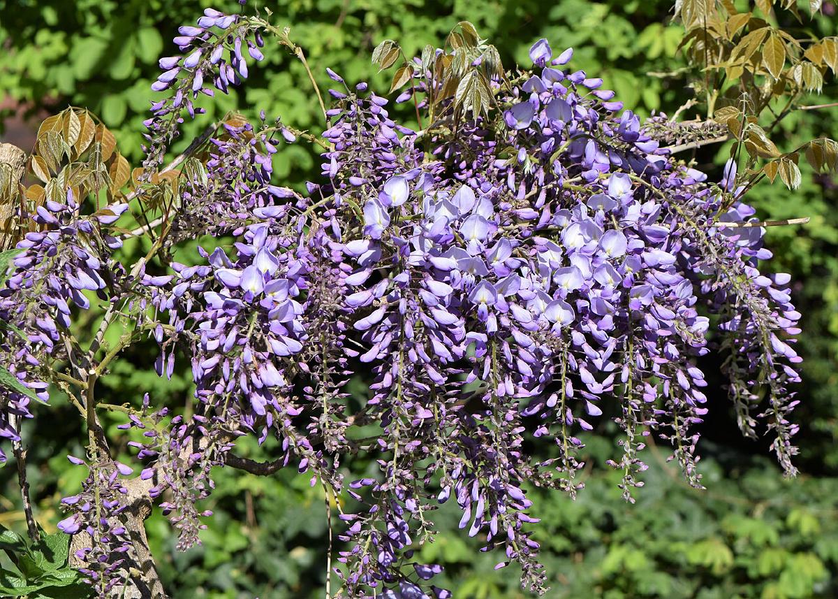 Glycine