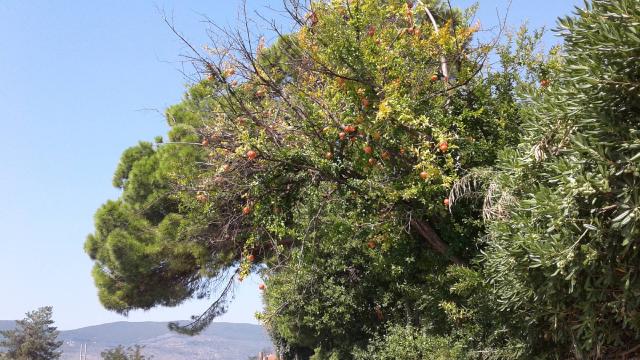 Grenadier (Punica granatum) : plantation, taille et entretien