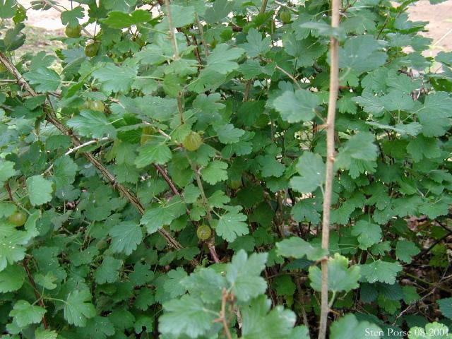 Groseillier à maquereau (Ribes uva-crispa) : plantation, taille et entretien
