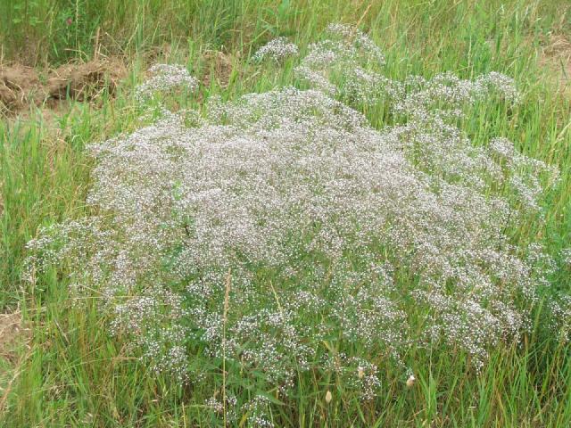 Gypsophile (Gypsophila paniculata) : plantation, entretien et floraison