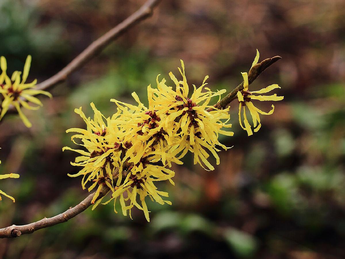 Hamamelis