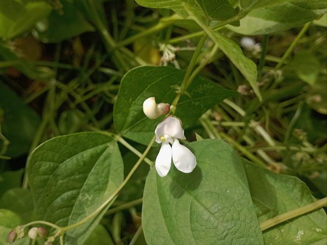 Haricot vert (Phaseolus vulgaris) : semis, culture et récolte