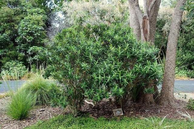 Hebe (Veronica x andersonii) : plantation, taille et entretien