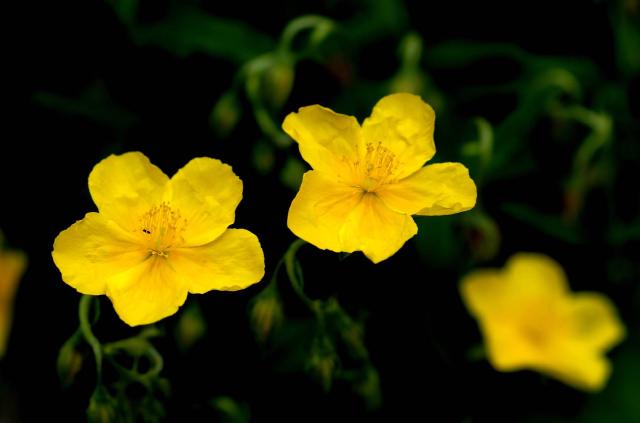 Hélianthème commun (Helianthemum nummularium) : plantation, taille et entretien
