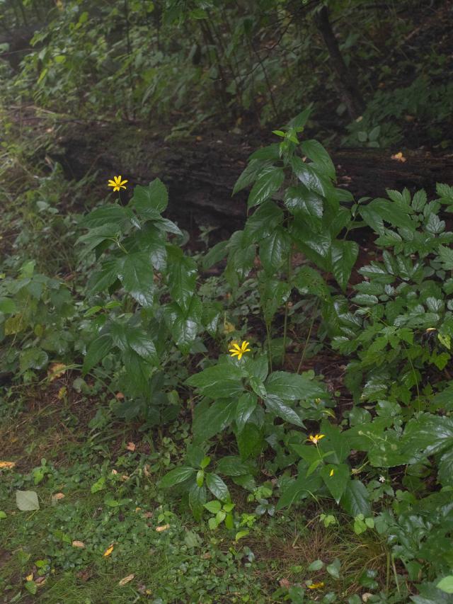 Héliopsis (Heliopsis helianthoides) : plantation, floraison et entretien