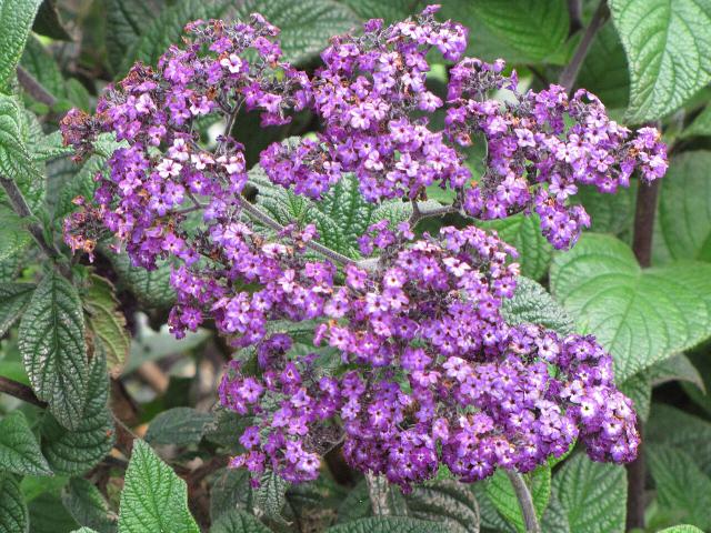 Héliotrope (Heliotropium arborescens) : plantation, parfum et entretien
