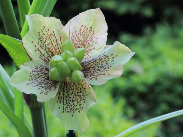 Hellébore (Helleborus orientalis) : plantation, floraison et entretien