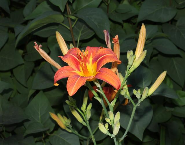 Hémérocalle (Hemerocallis) : plantation, floraison et entretien
