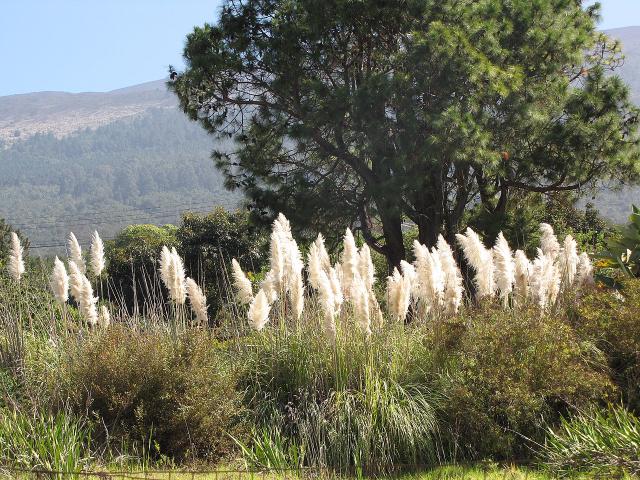 Herbe de la pampa (Cortaderia selloana) : plantation, taille et entretien
