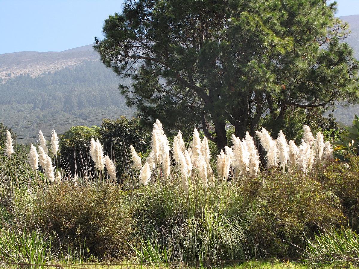 Herbe de la pampa