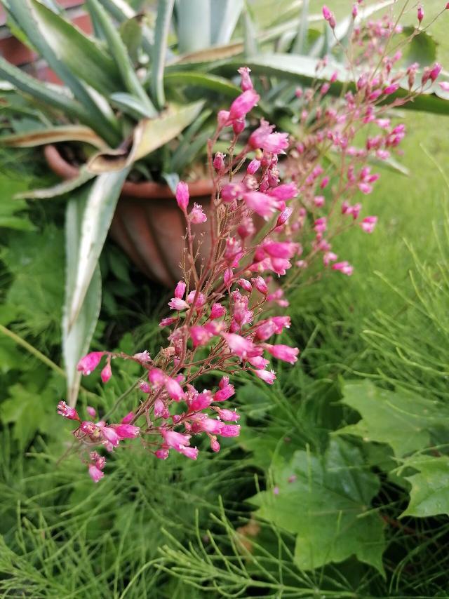 Heuchère (Heuchera) : plantation, entretien et couleurs du feuillage
