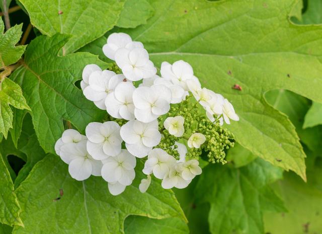 Hortensia à feuilles de chêne (Hydrangea quercifolia) : plantation, taille et entretien